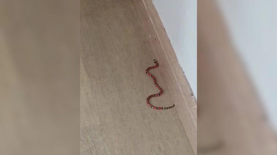 Sofá de casa vira ninho com filhotes de cobra supervenenosa e 8 são encontradas