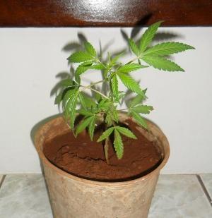 STF define 40 gramas de maconha como limite para diferenciar usuário de traficante