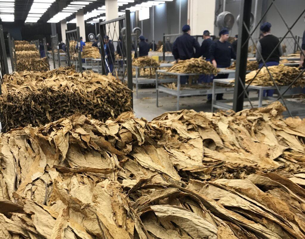 Exportações de tabaco em folhas registram aumento de 42,6% em setembro
