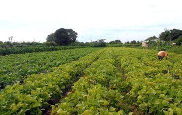 Termina hoje prazo para produtores aderirem ao Refis Rural