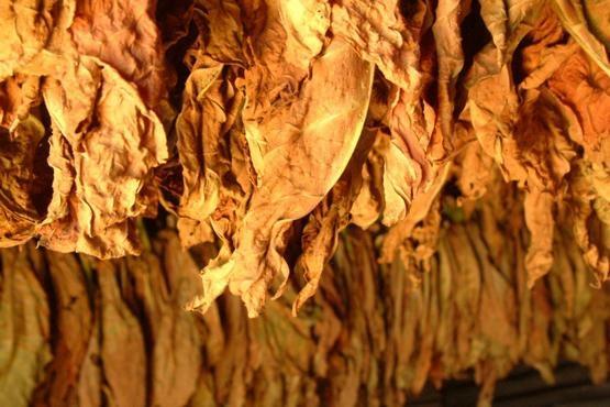 TJ suspende liminar que obriga Celesc fornecer geradores para produtores de tabaco na Comarca de Ituporanga