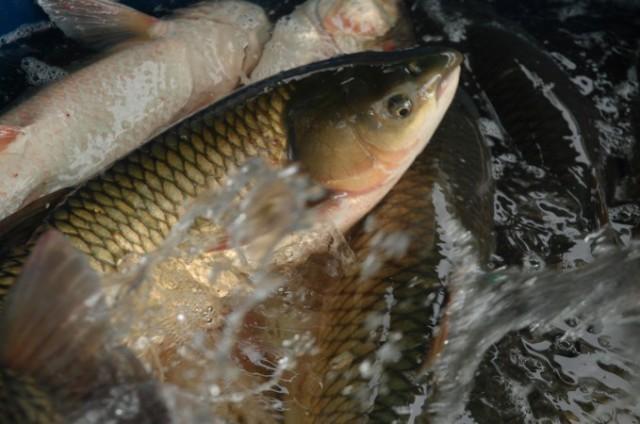 Tradicional Feira do Peixe será realizada em Aurora