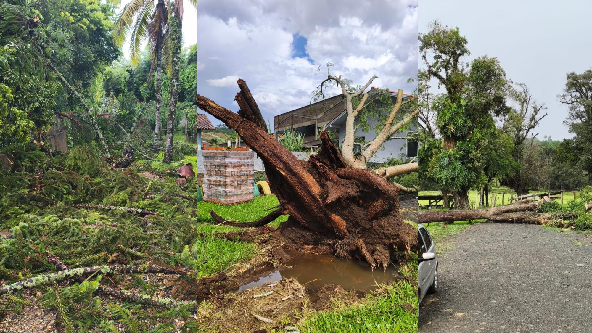 Três árvores caem na mesma cidade do Alto Vale na tarde de hoje (17)