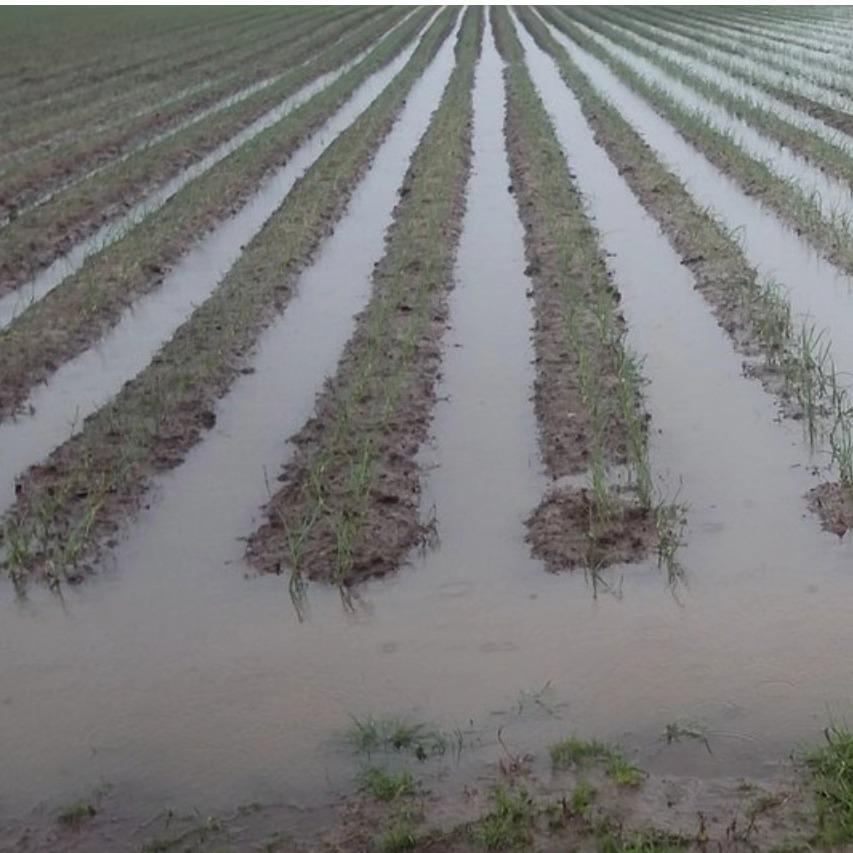 Três programas emergenciais auxiliam agricultores a minimizar os prejuízos causados pelas chuvas de outubro e novembro