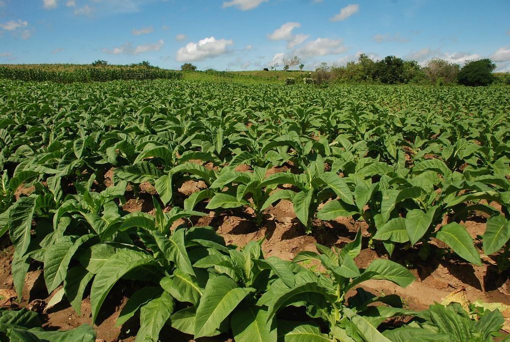 Entidades orientam fumicultores a plantar menos na próxima safra