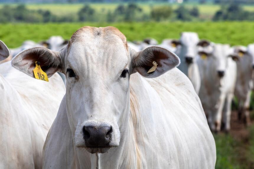 Vaca Louca: caso é confirmado no Brasil. O animal foi abatido e incinerado