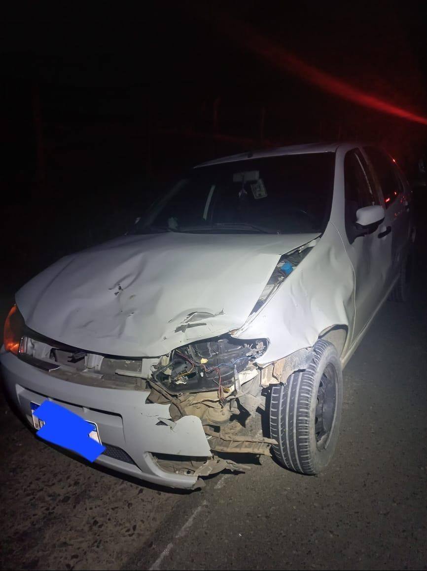Vaca morre atropelada em Petrolândia