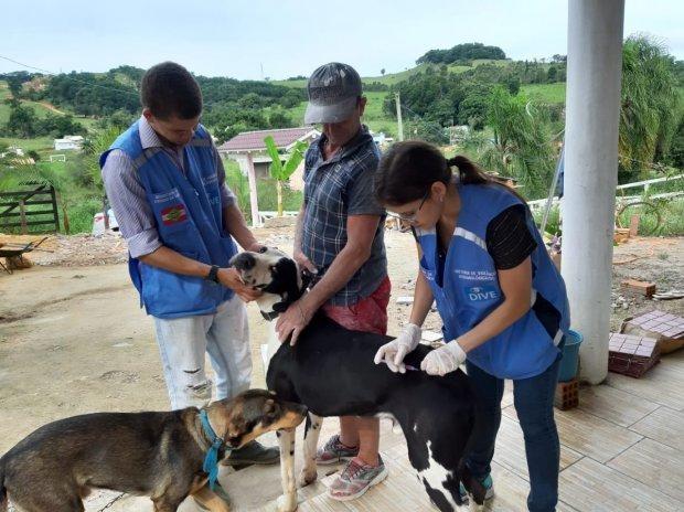 Vacinação de cães e gatos é a melhor forma de prevenir a raiva 