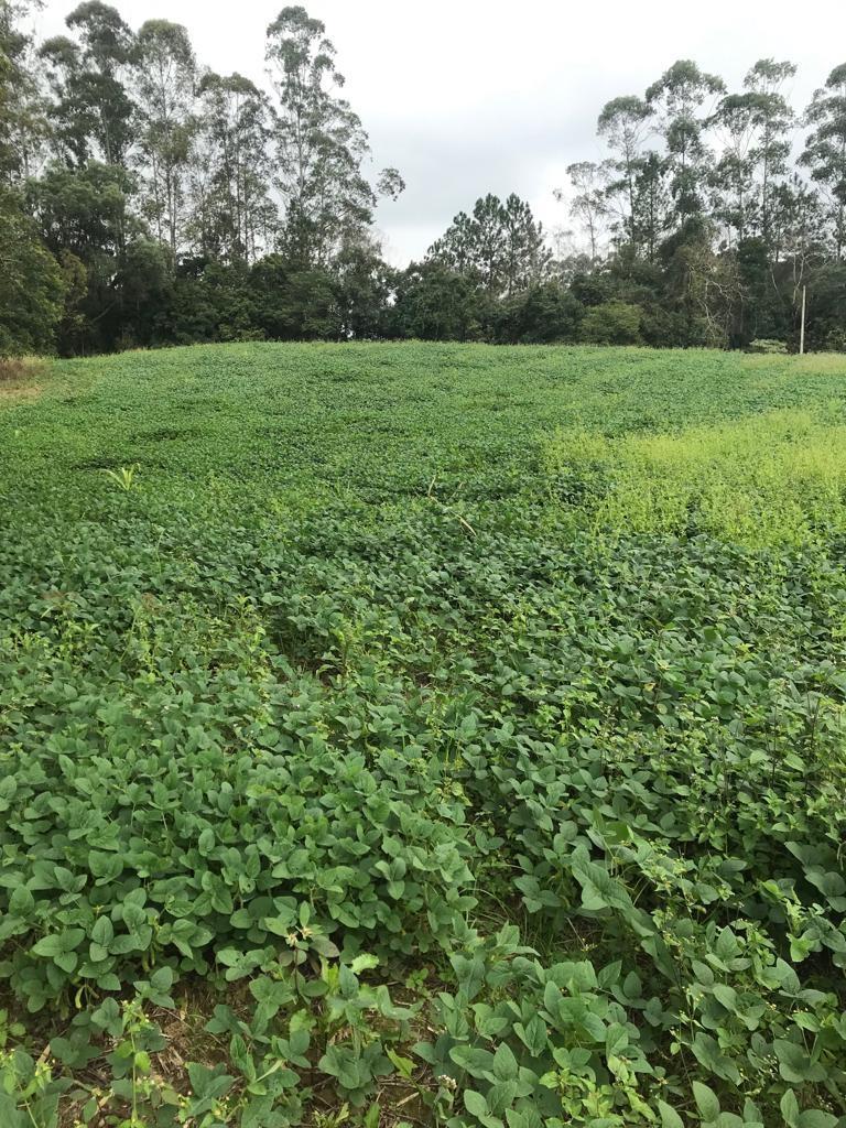 Vazio sanitário da soja inicia nesta semana 