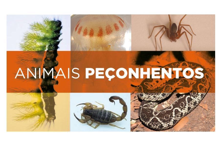 Verão aumenta acidentes com animais peçonhentos