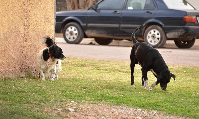 Vereador reclama da quantidade de cães soltos em frente a Centro de Educação Infantil em Ituporanga 