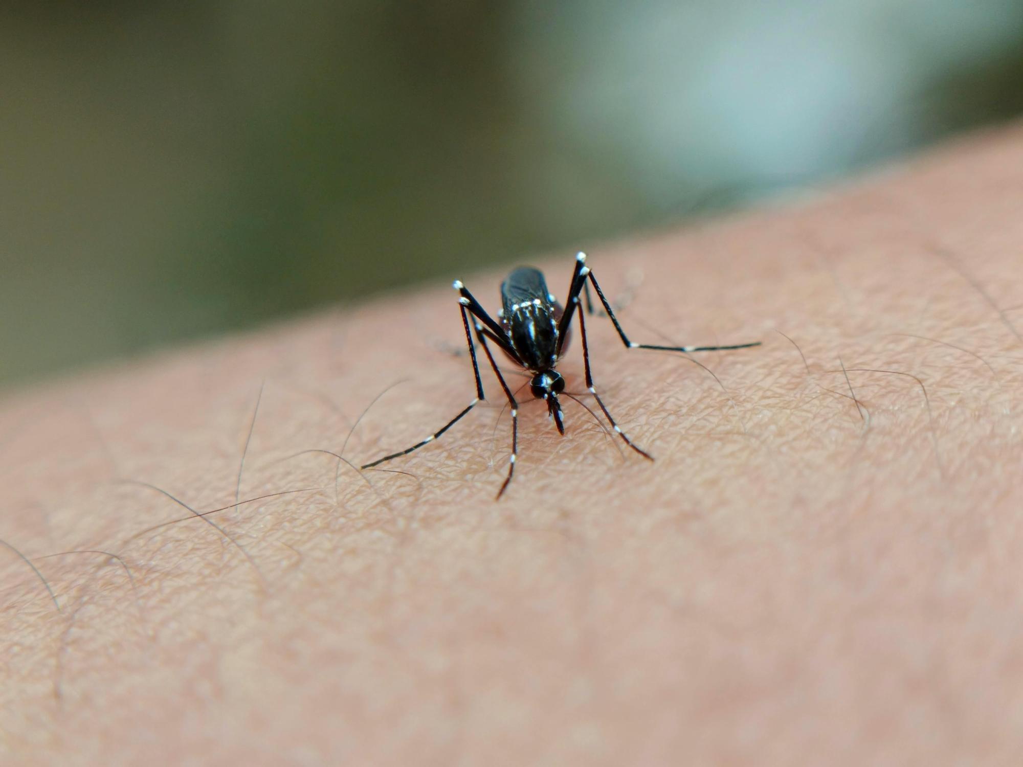 Vidal Ramos registra aumento recorde de focos de dengue em 2025
