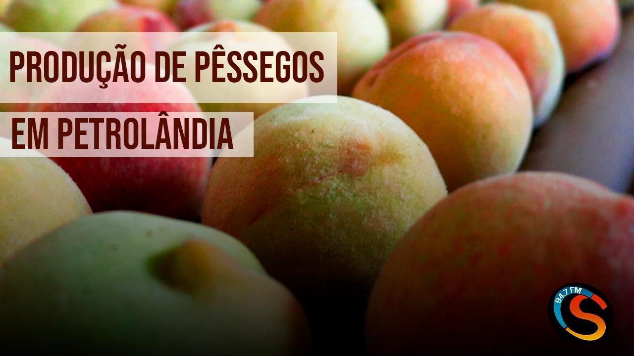 Família petrolandense descobre no pêssego fonte de renda