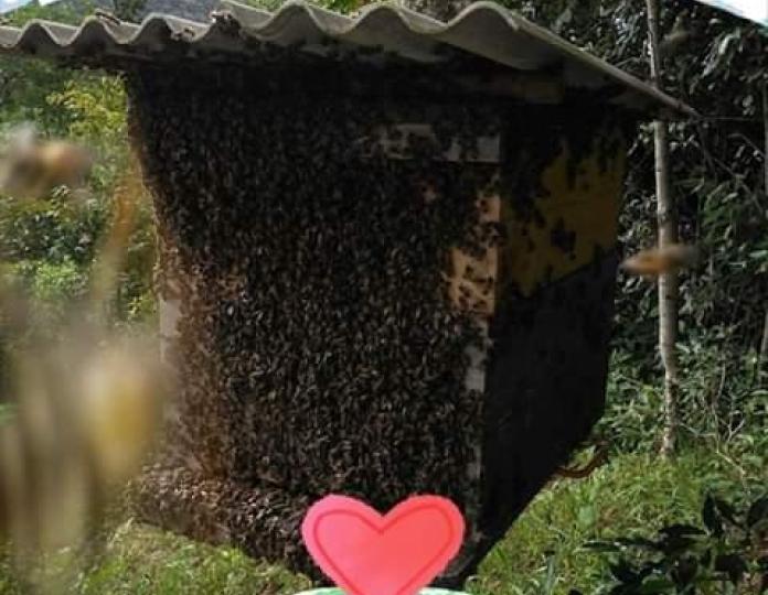 Ataque de abelhas mata animais no interior de Leoberto Leal - 